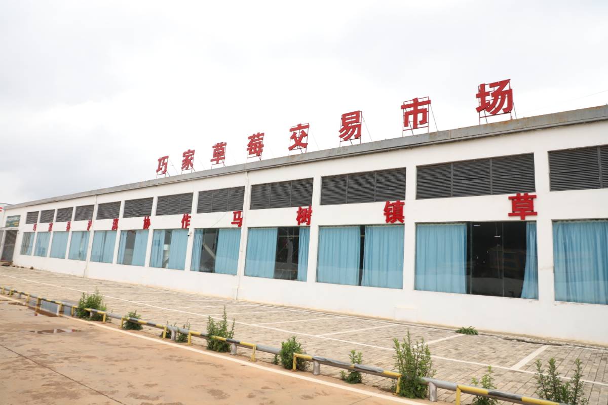 沪滇协作助力巧家草莓产业提质升级