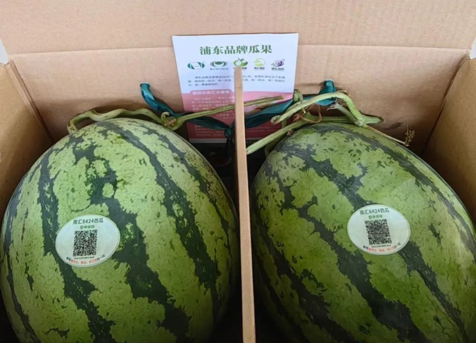 西瓜成为上海市首批上链农产品