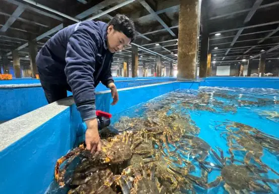 进口帝王蟹借力威海“跳板”链接全球市场