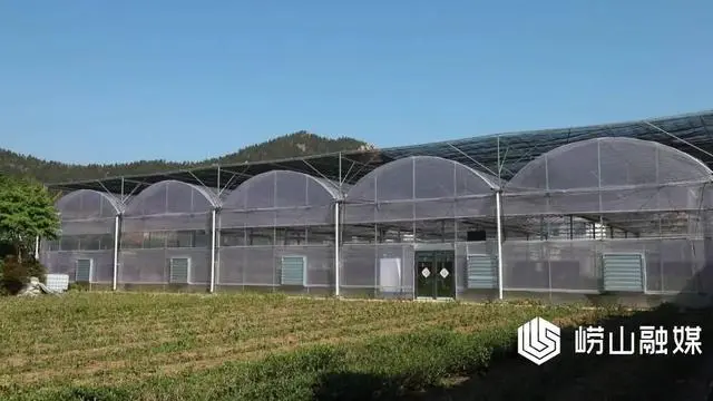 崂山区现代农业产业园助推崂山茶发展