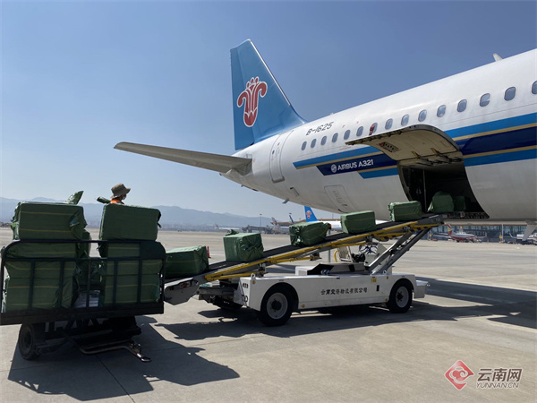 南航物流承运云南蓝莓量同比增长超2900%