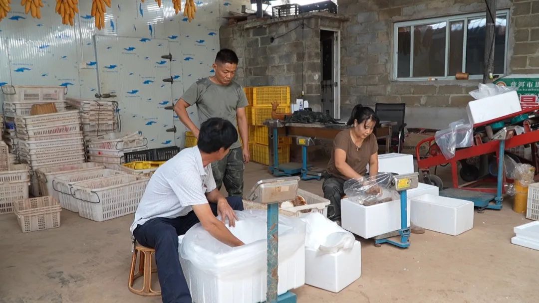 普洱思茅甜龙竹“出圈”增收