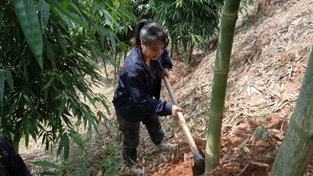普洱思茅甜龙竹“出圈”增收