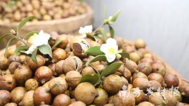 河源发展油茶产业