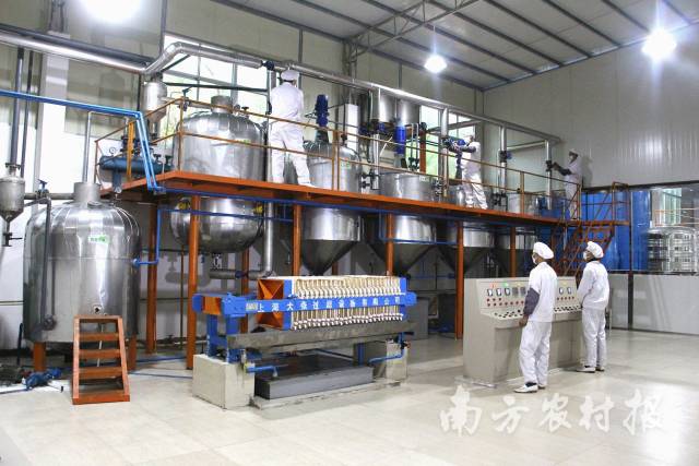 河源发展油茶产业