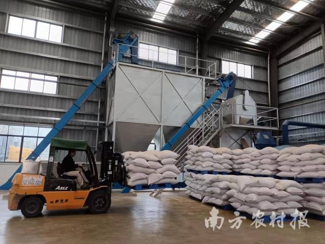 河源发展油茶产业