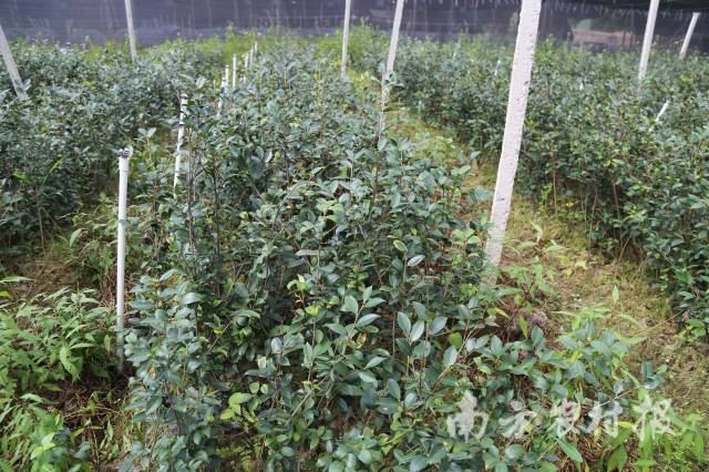 河源发展油茶产业