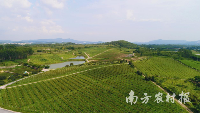 河源发展油茶产业
