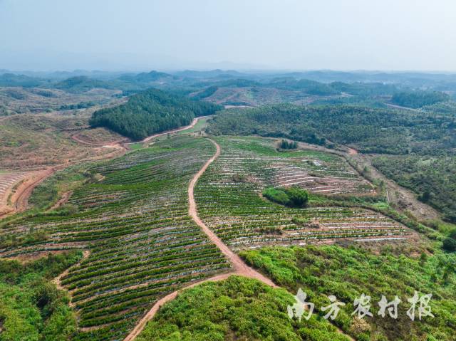 河源发展油茶产业