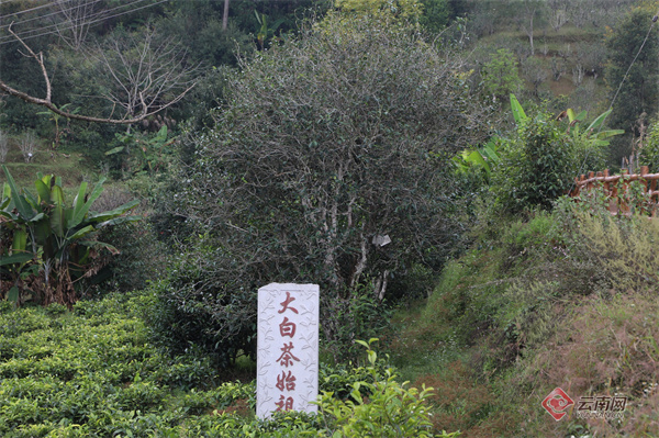 普洱市景谷大白茶入选全国名特优新农产品