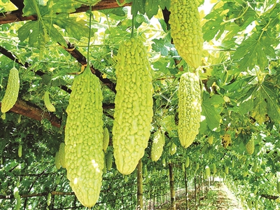 潞江蔬菜热气冒