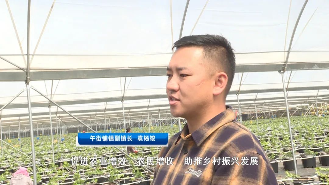 10万株蓝莓在泸西安家
