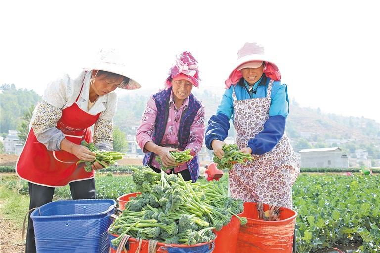 娜姑镇千亩连片蔬菜基地
