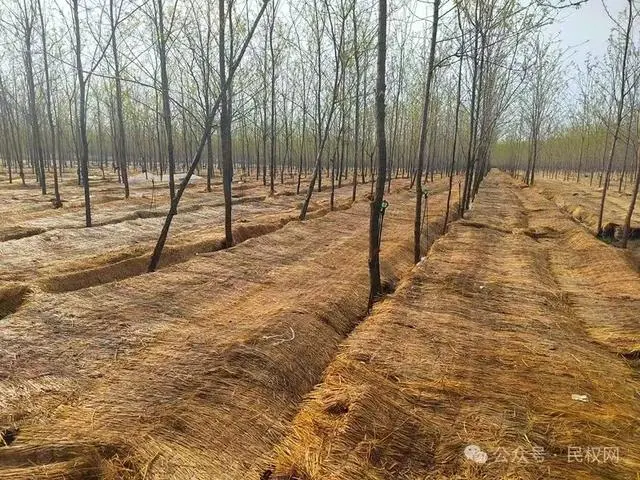 河南民权县发展林下食用菌经济