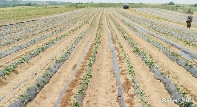 烟台招远市蜜薯种植走出“甜蜜”致富路