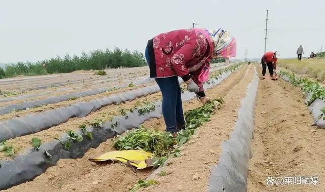 烟台招远市蜜薯种植走出“甜蜜”致富路