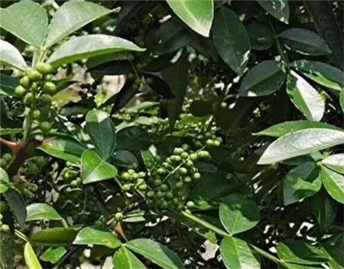 农产品冷链物流网贵州农产品产销信息