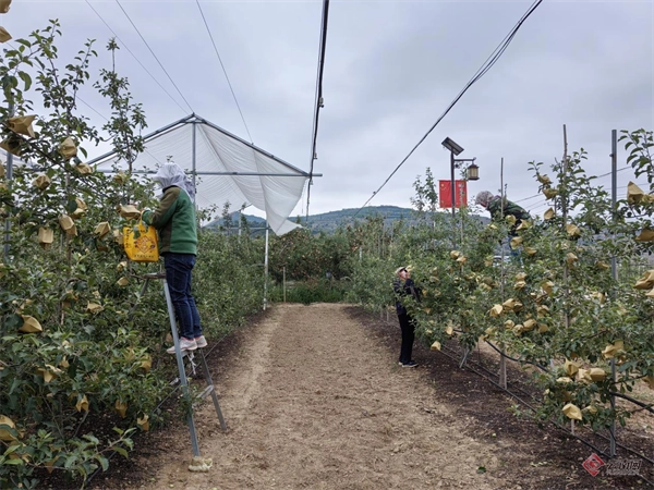 甘肃德美地缘冷链物流产业园引领林果产业提质增效