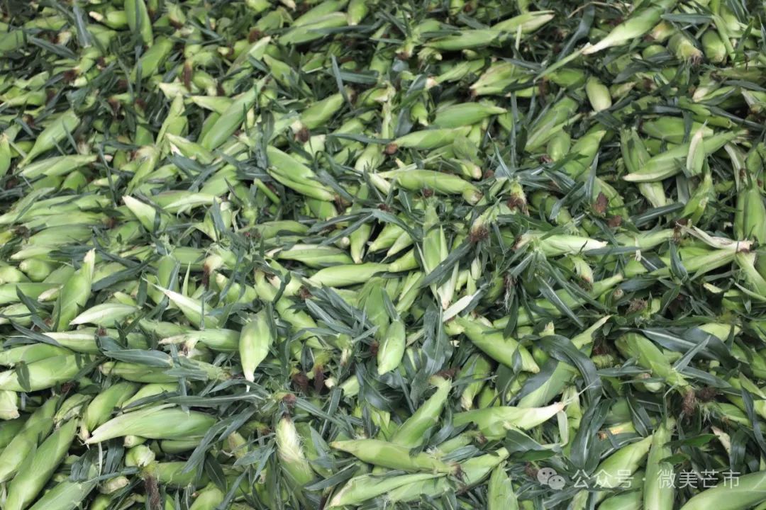 芒市鲜食玉米:舌尖上的美食撑起了“玉米房”和“玉米车”