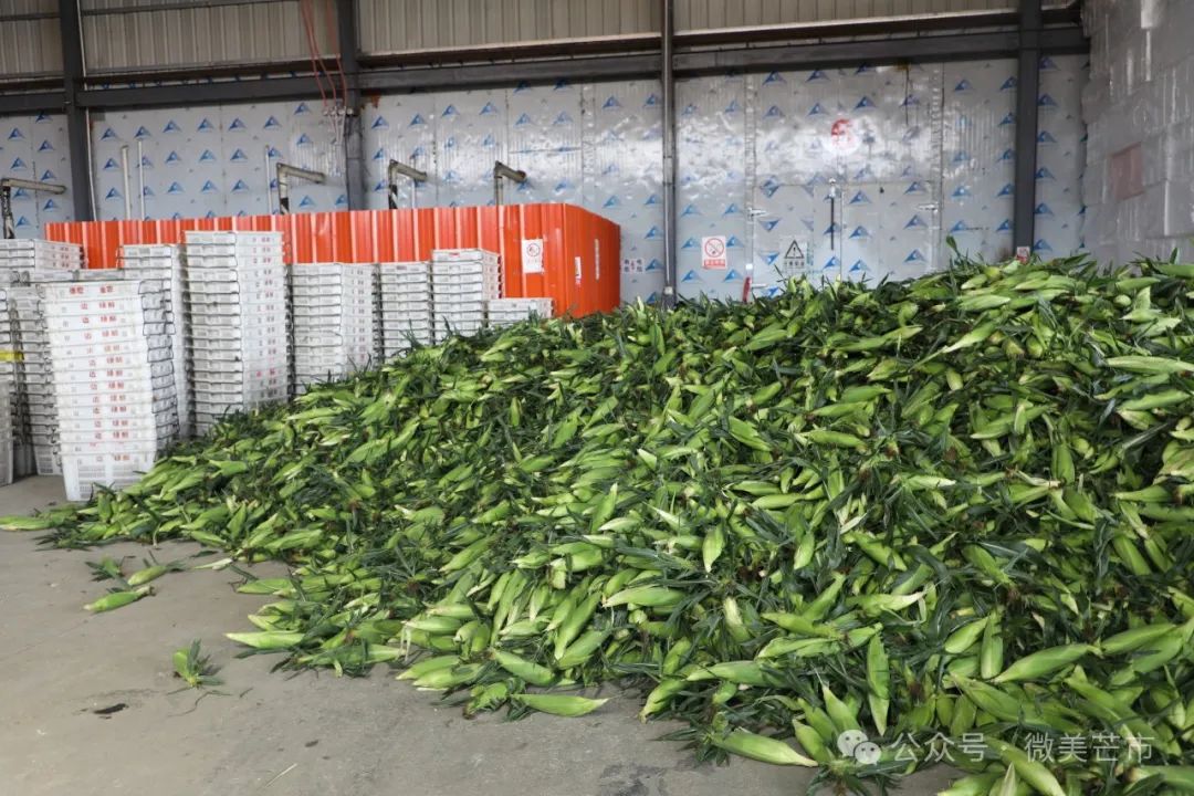 芒市鲜食玉米:舌尖上的美食撑起了“玉米房”和“玉米车”