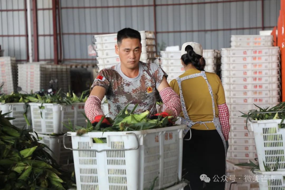 芒市鲜食玉米:舌尖上的美食撑起了“玉米房”和“玉米车”