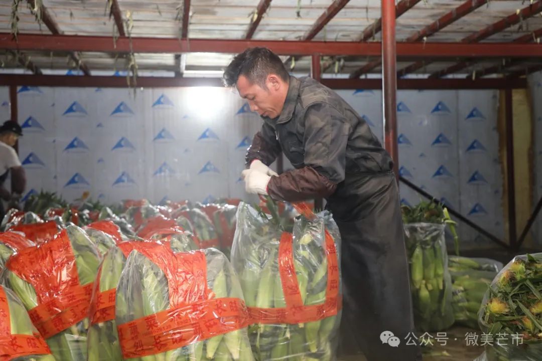 芒市鲜食玉米:舌尖上的美食撑起了“玉米房”和“玉米车”