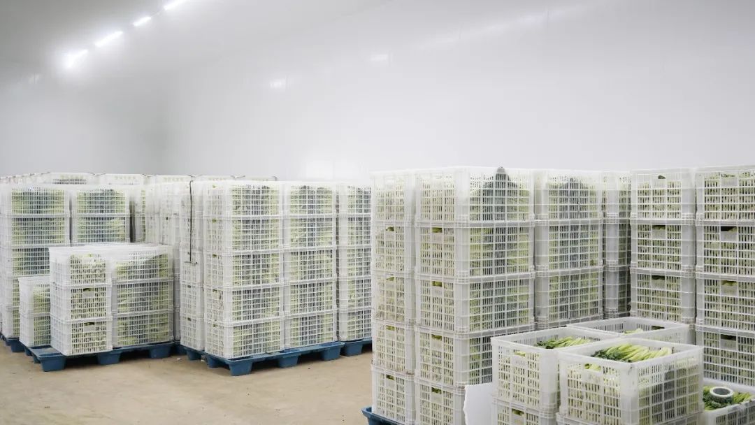 怀集加快冷链物流仓储供应链建设 推动怀集农产品走进大湾区走向全国