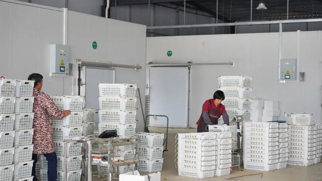 怀集加快冷链物流仓储供应链建设 推动怀集农产品走进大湾区走向全国