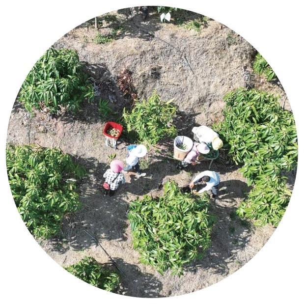 大姚县湾碧千亩芒果基地