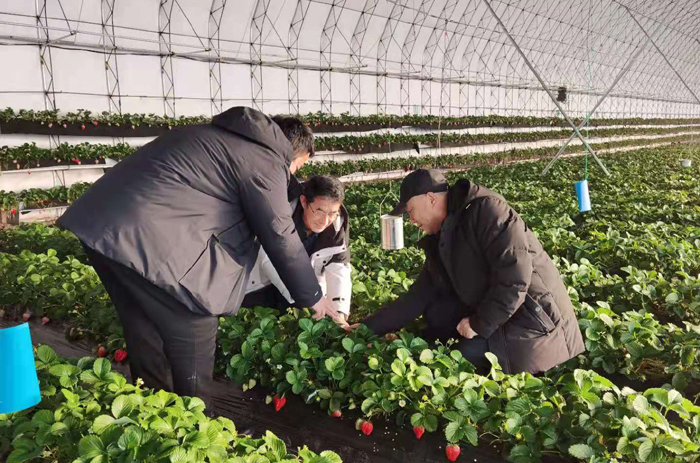 新疆喀什做强设施农业丰富“菜篮子”