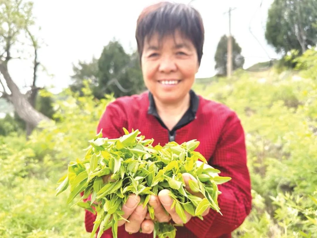 邯郸磁县企业家为农产品代言