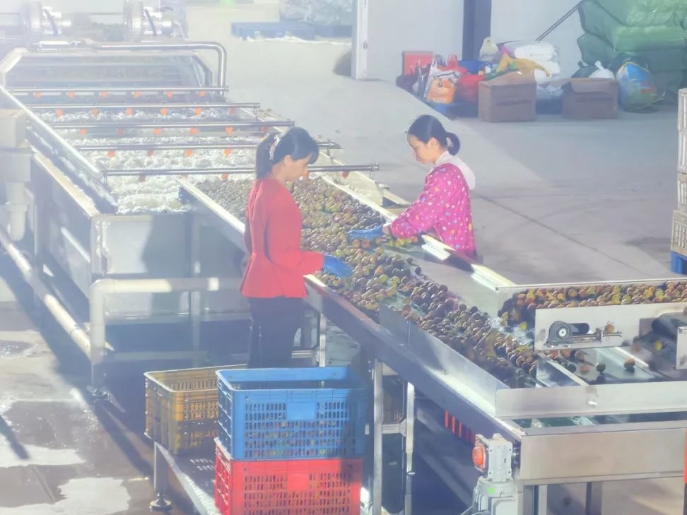 广西首条荔枝分拣生产线投用