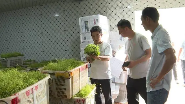 普定县化处镇3000亩佛手瓜尖销售紧俏