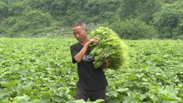 普定县化处镇3000亩佛手瓜尖销售紧俏