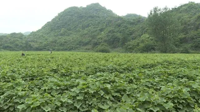 普定县化处镇3000亩佛手瓜尖销售紧俏