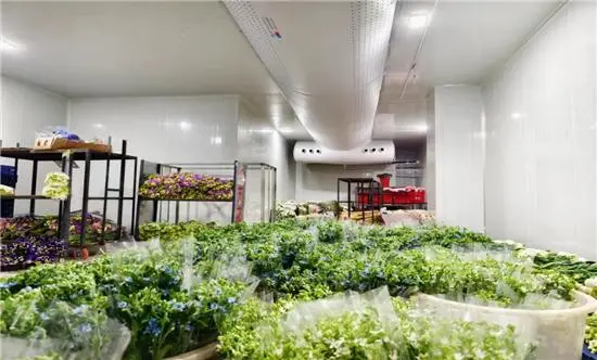东航物流旗下冷链公司助力云南鲜花香飘海外