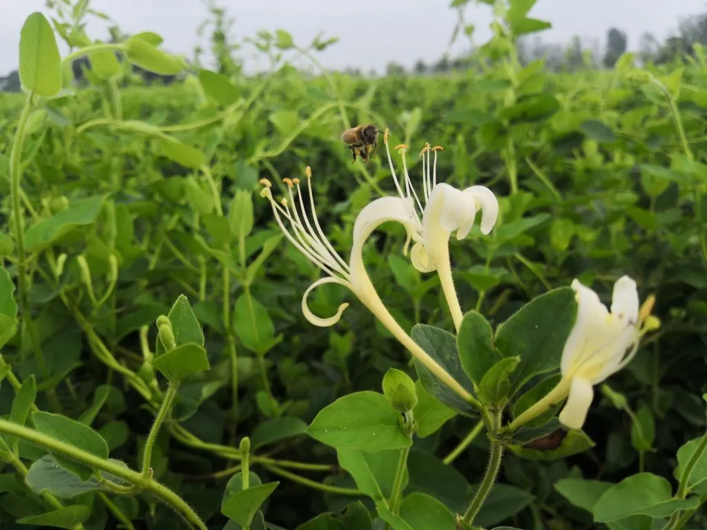 全国名特优新农产品之确山金银花
