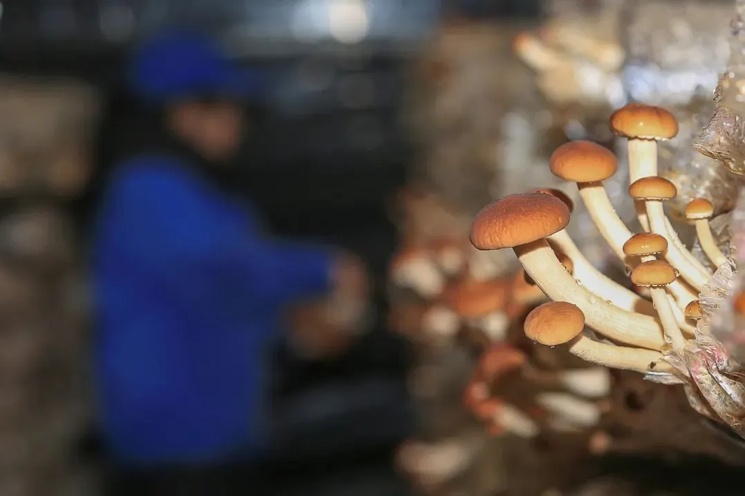 毕节市优质农产品纷纷“出国”