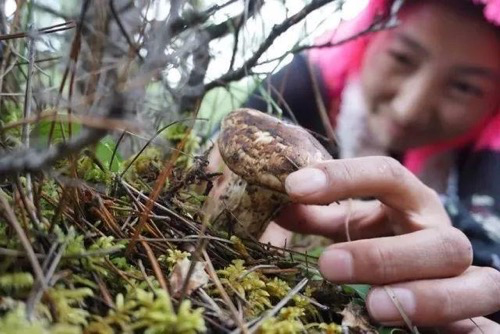 云南食用菌类地理标志农产品关键技术研究与应用取得重要成果