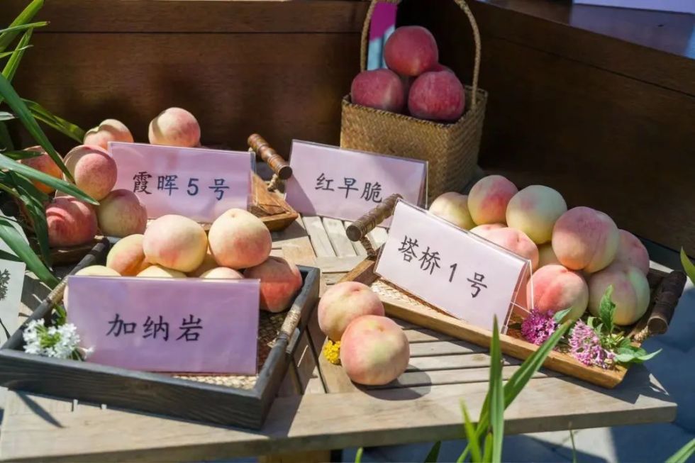 浦东第十六届农博会近千款农产品集中展示展销
