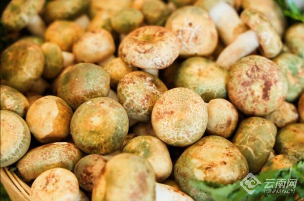 楚雄南华做强野生菌产业助力“云菌”品牌塑造
