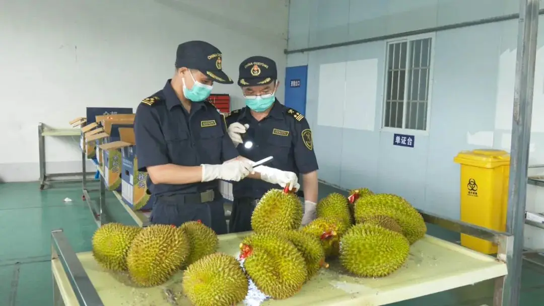凭祥铁路冷链运输助力跨境水果贸易热度持续升温 