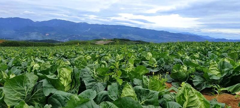 永善县3万亩冷凉蔬菜“云上菜”热销全国