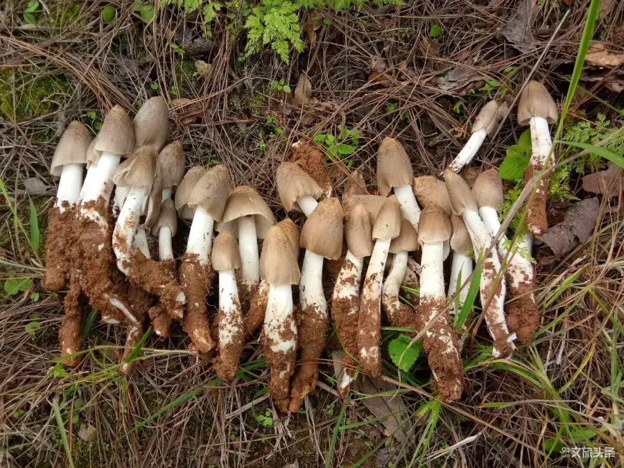 云南普洱镇沅各类山货农产品