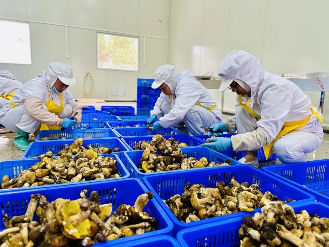 易门野生菌大量上市 企业收购加工忙