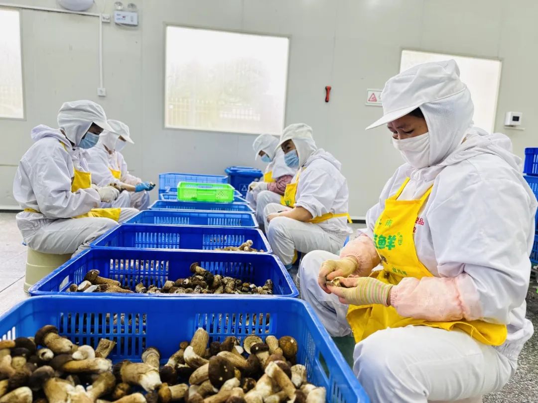 易门野生菌大量上市 企业收购加工忙