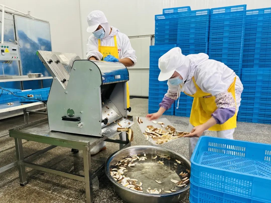 易门野生菌大量上市 企业收购加工忙