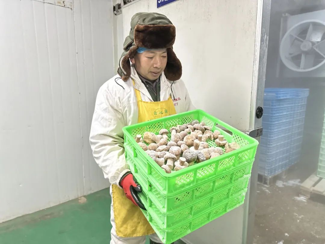 易门野生菌大量上市 企业收购加工忙