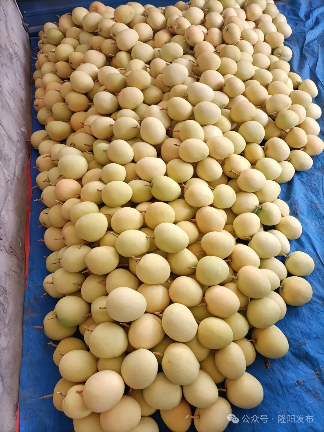 隆阳潞江坝的芒果“出国”了