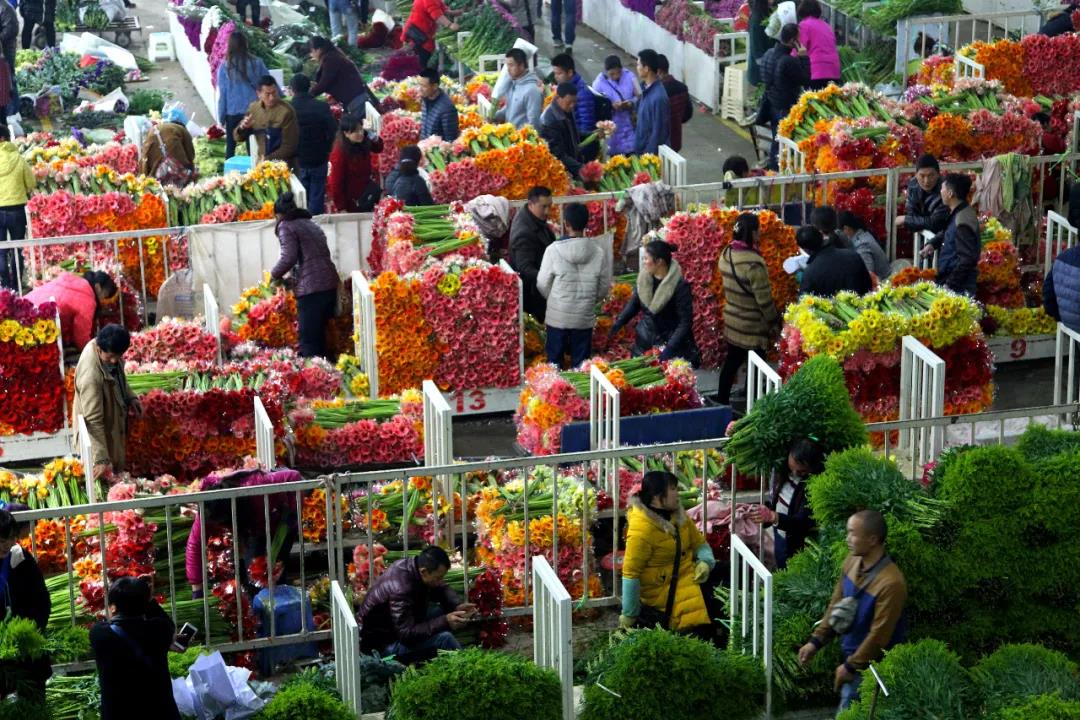 呈贡区围绕花卉产业和生鲜农产品流通加工产业集群 打造省级骨干冷链物流基地